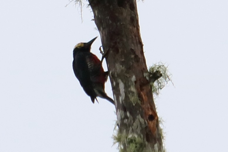 Yellow-tufted Woodpecker - Alta Tanner