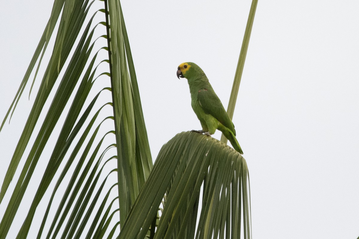 Yellow-crowned Parrot - Carlos Moura