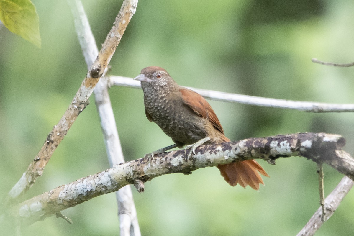 Scaled Spinetail - Carlos Moura
