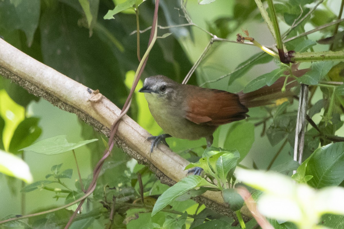 Plain-crowned Spinetail - ML138663661