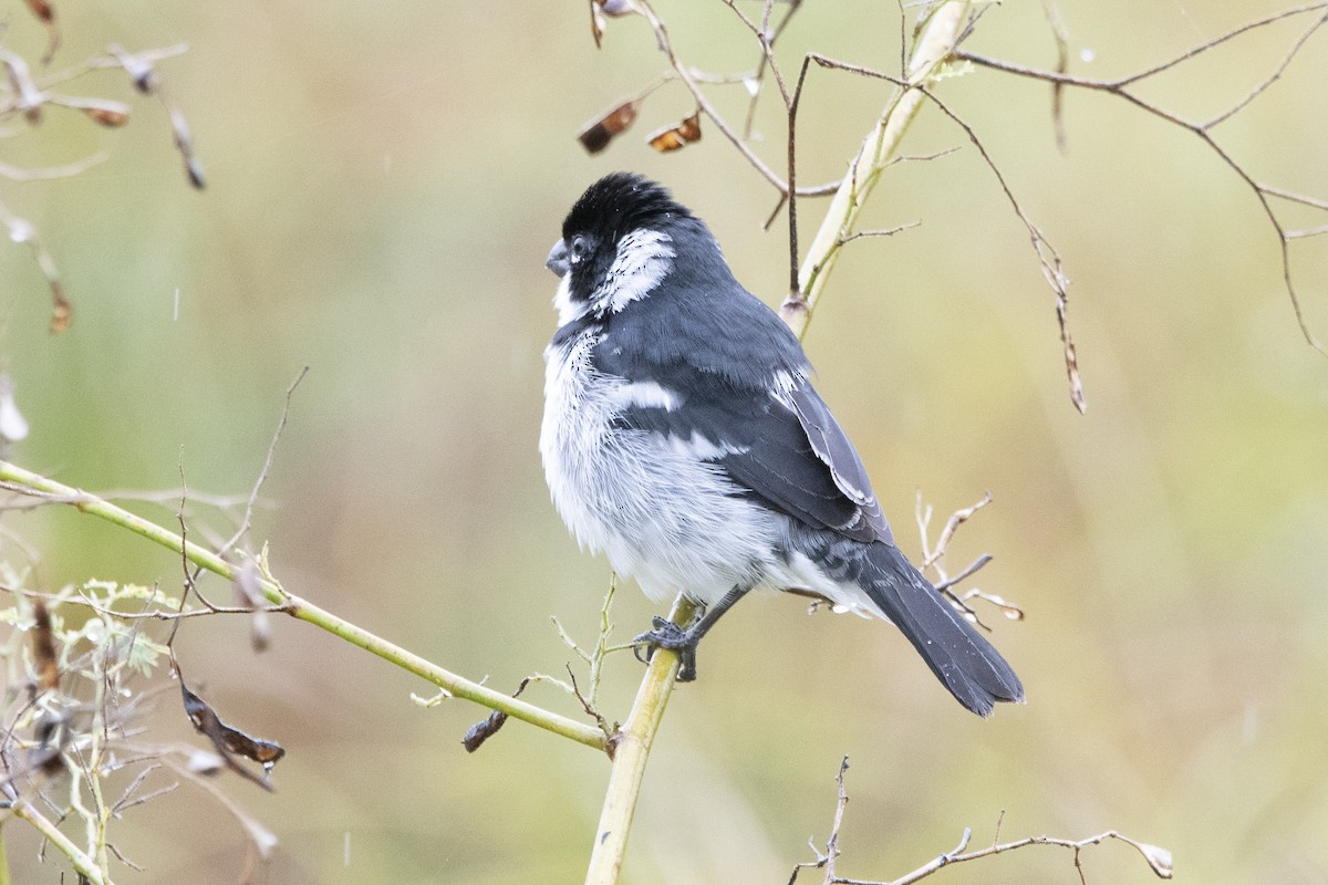 Wing-barred Seedeater - Carlos Moura