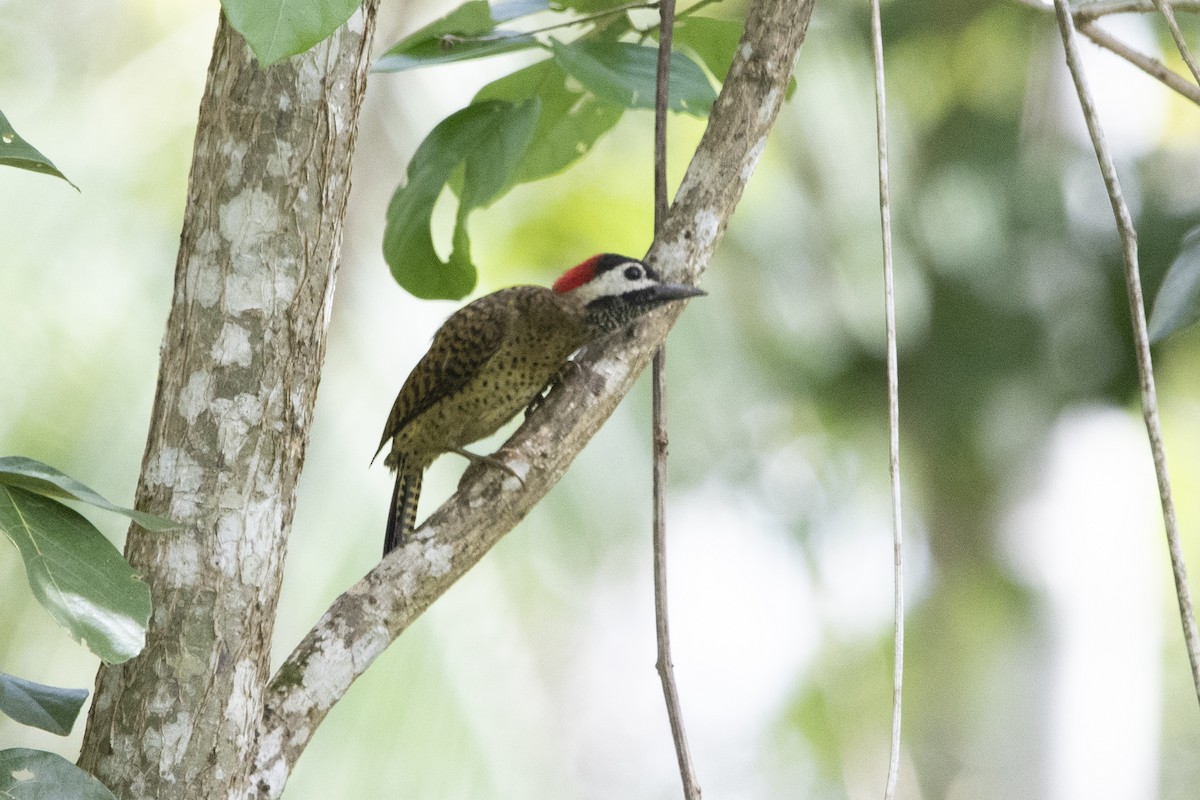 Spot-breasted Woodpecker - ML138665161