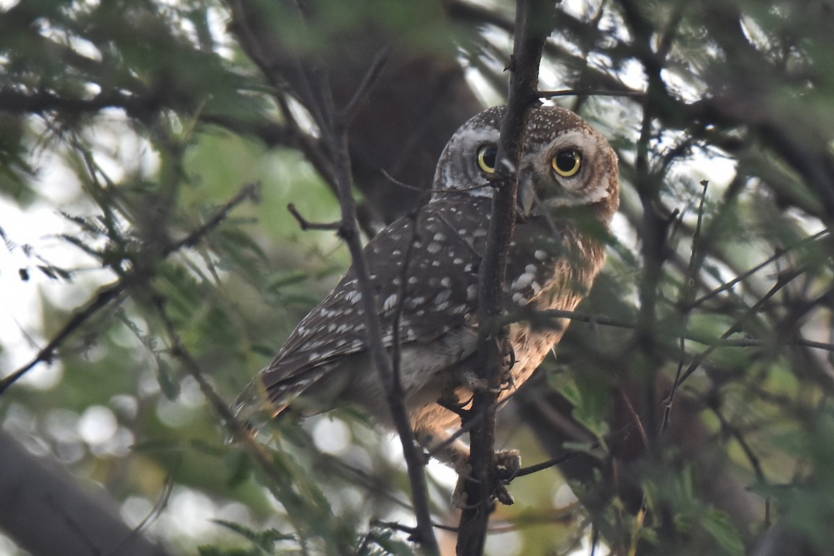 Spotted Owlet - SYAMALA RUPAKULA