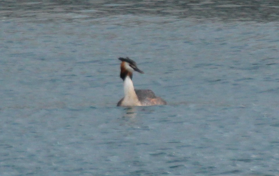 Great Crested Grebe - ML138666131