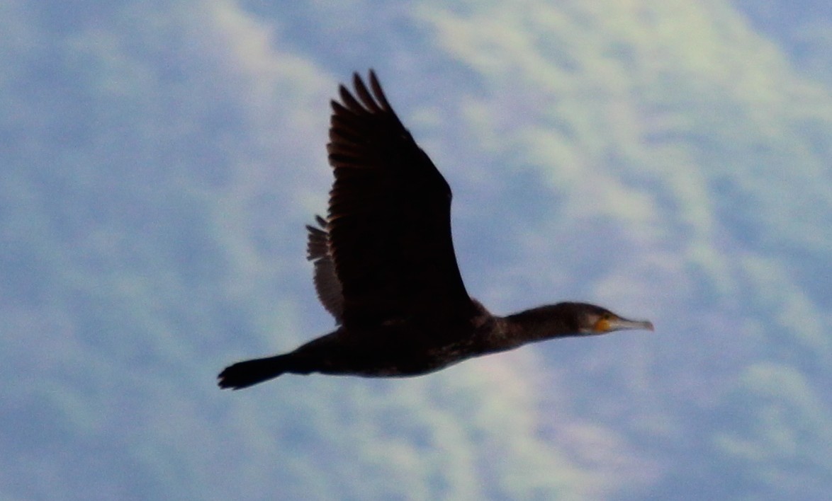 Great Cormorant - Gary Leavens