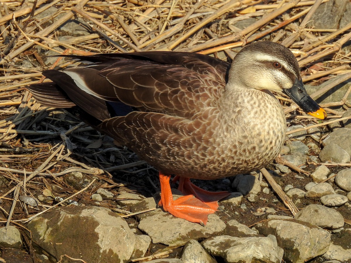 Eastern Spot-billed Duck - ML138666971