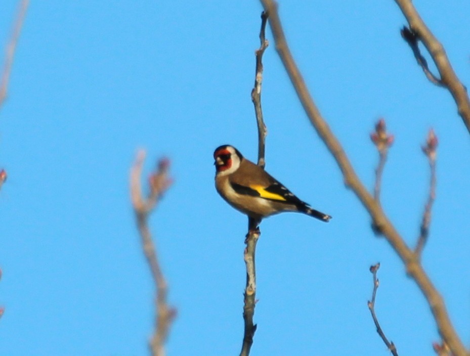 European Goldfinch - Gary Leavens