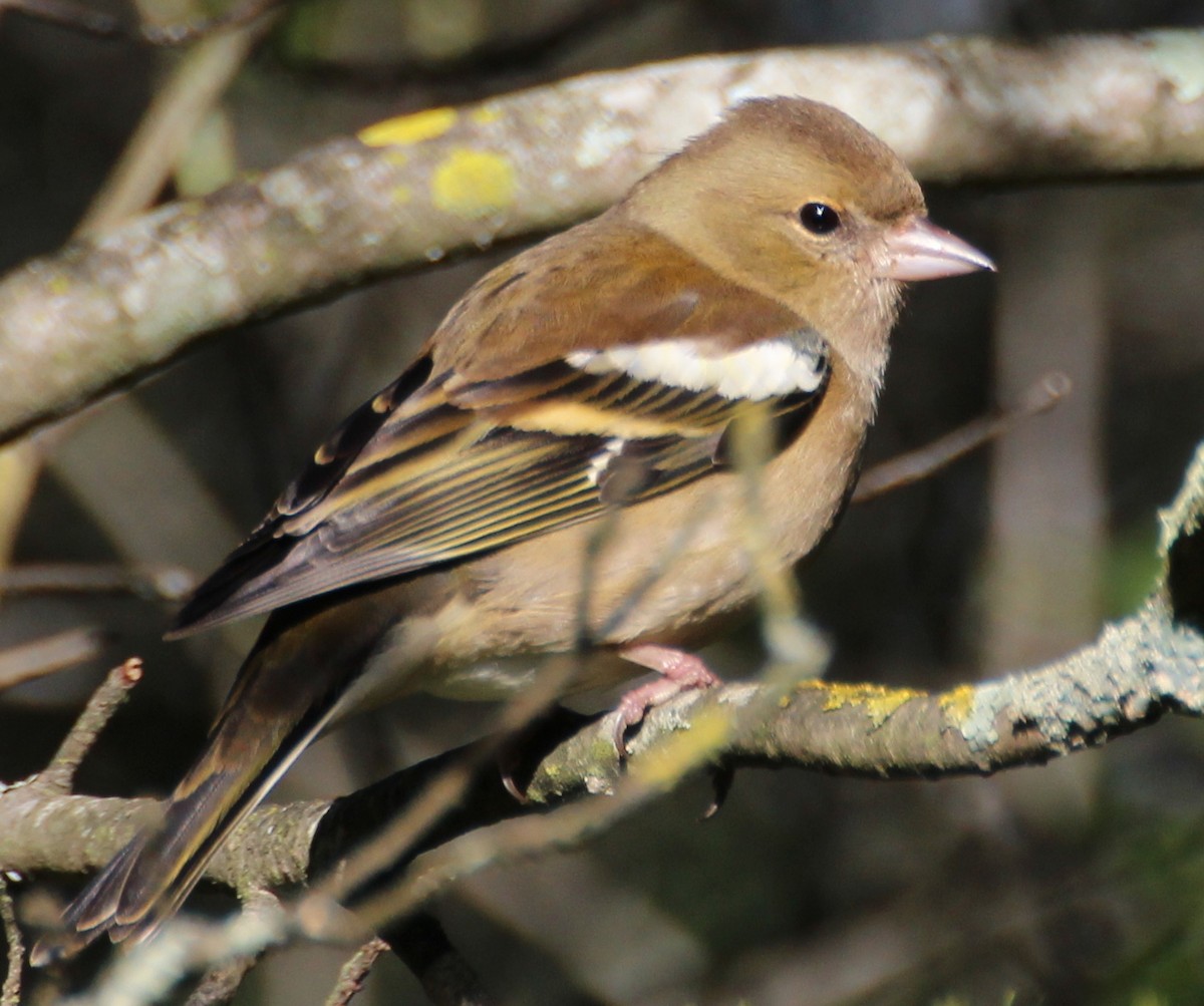 Common Chaffinch - Gary Leavens