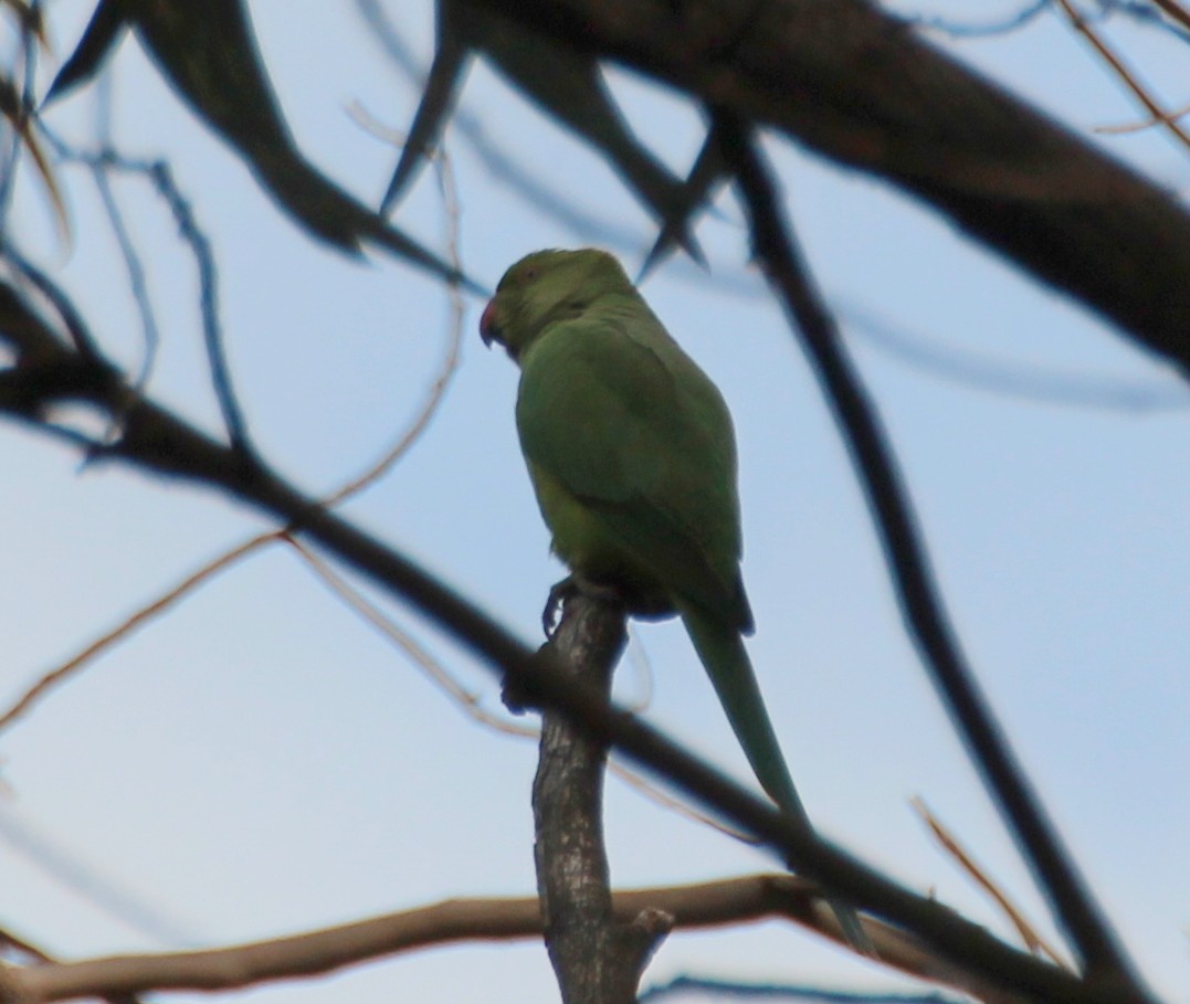 Rose-ringed Parakeet - Gary Leavens