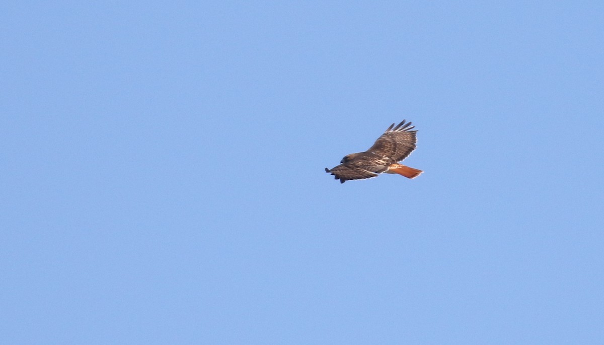 Red-tailed Hawk - Michael Woodruff