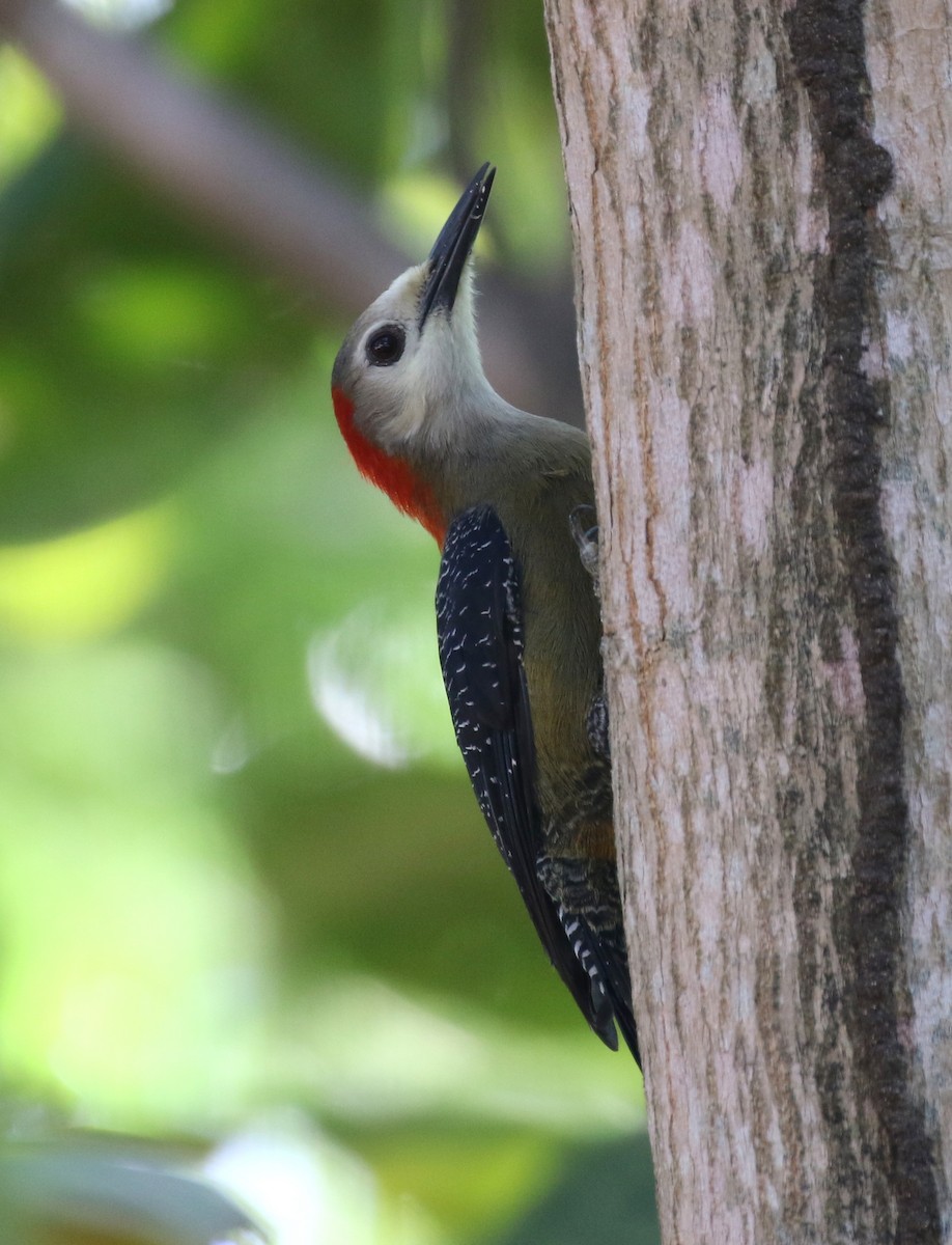 Jamaican Woodpecker - ML138669661