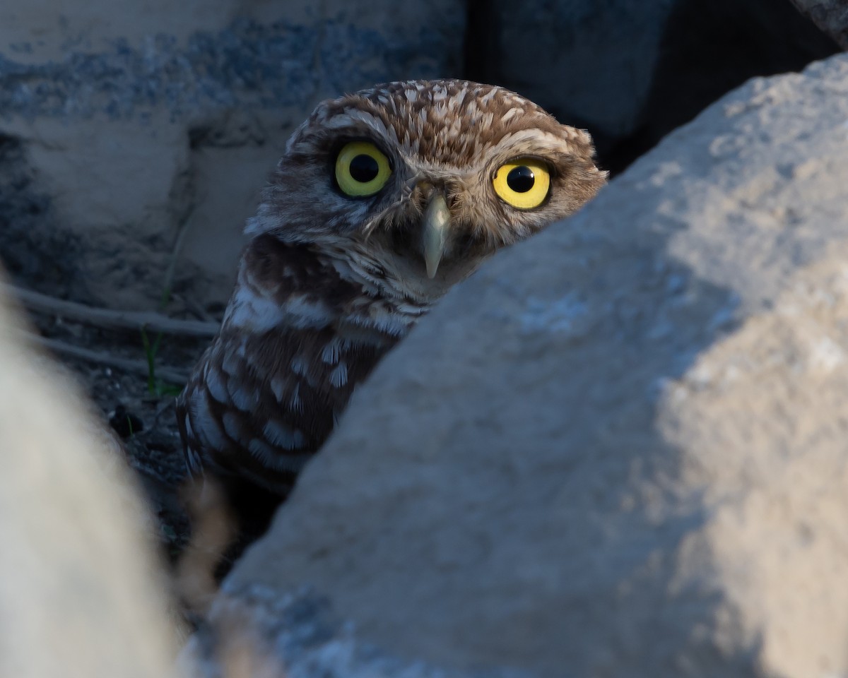 Burrowing Owl - ML138669681