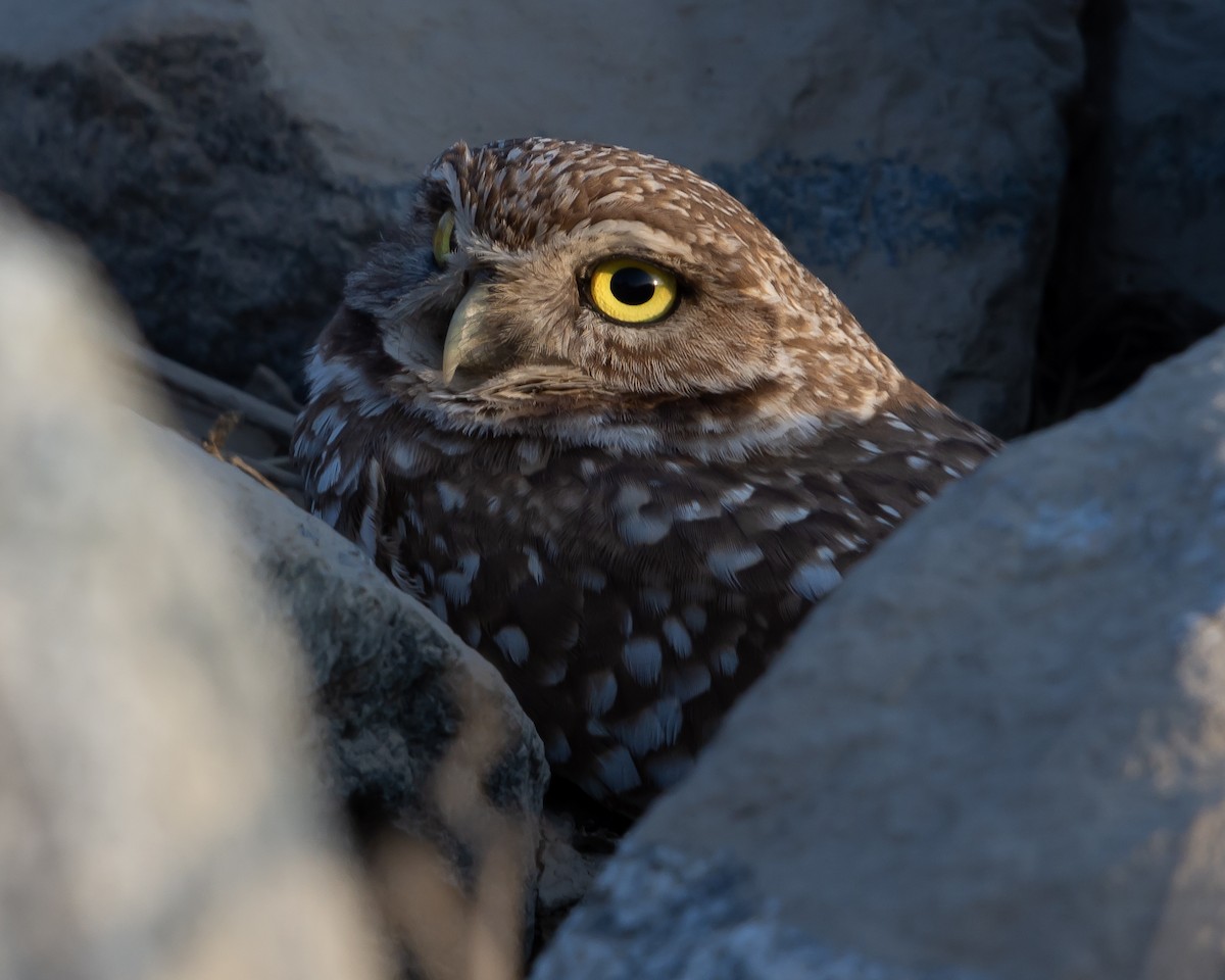 Burrowing Owl - ML138669741