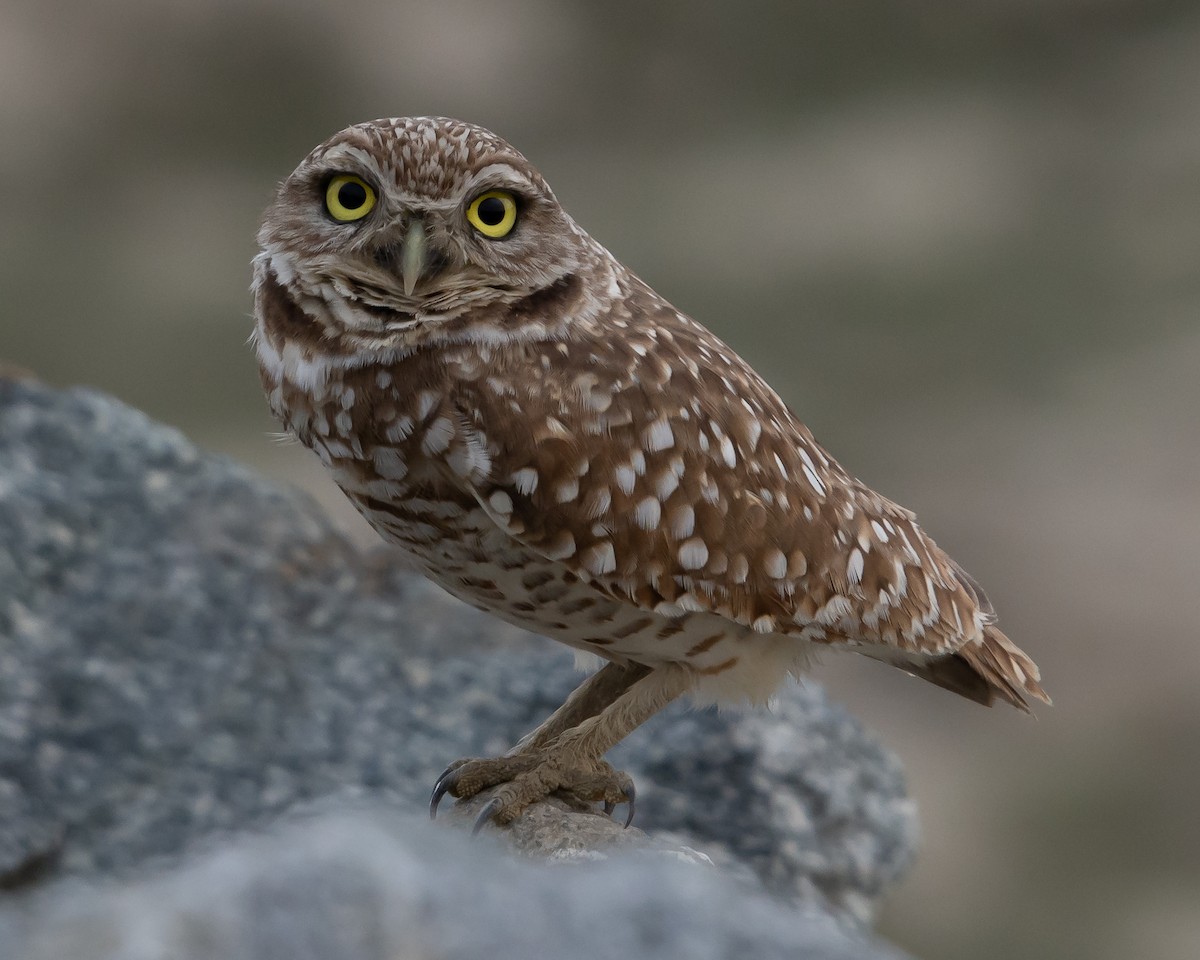 Burrowing Owl - ML138670021
