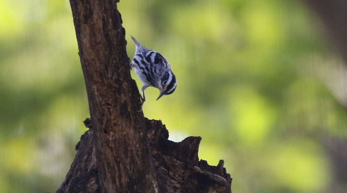 Black-and-white Warbler - ML138670181