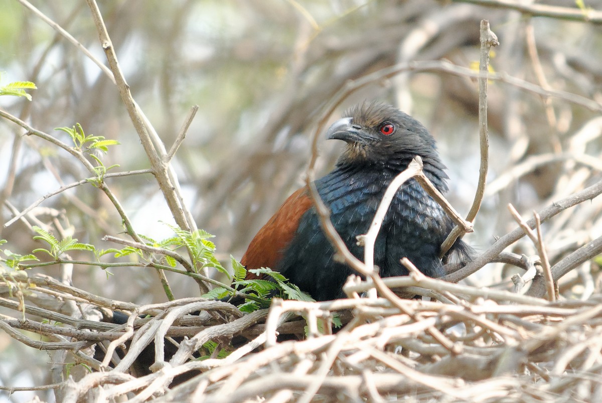 Greater Coucal (Southern) - Akshat Dhiraaj