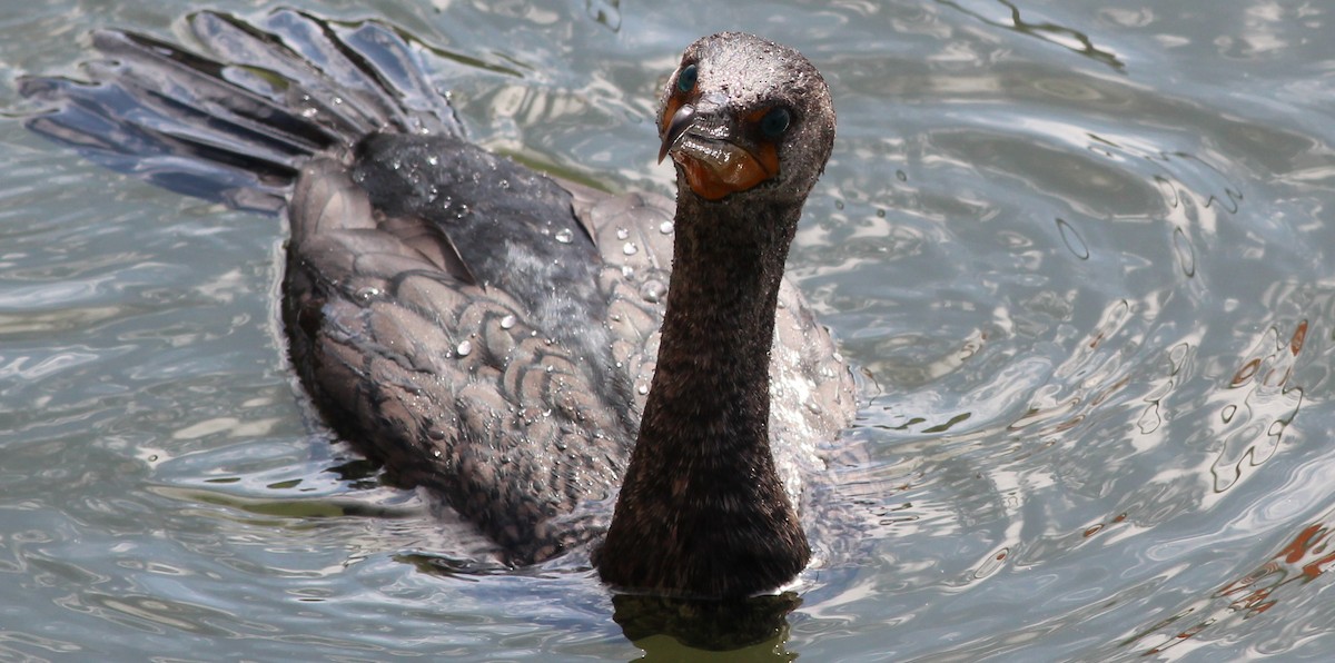 Double-crested Cormorant - Gary Leavens
