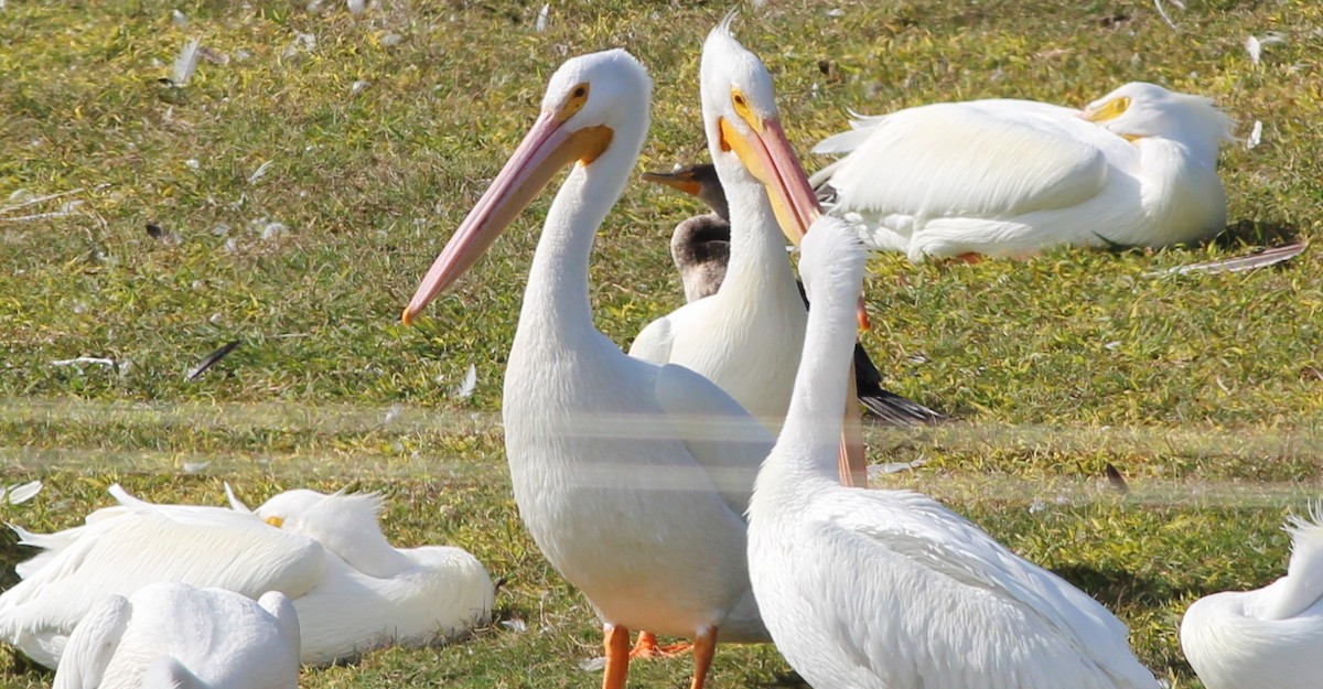 American White Pelican - Gary Leavens