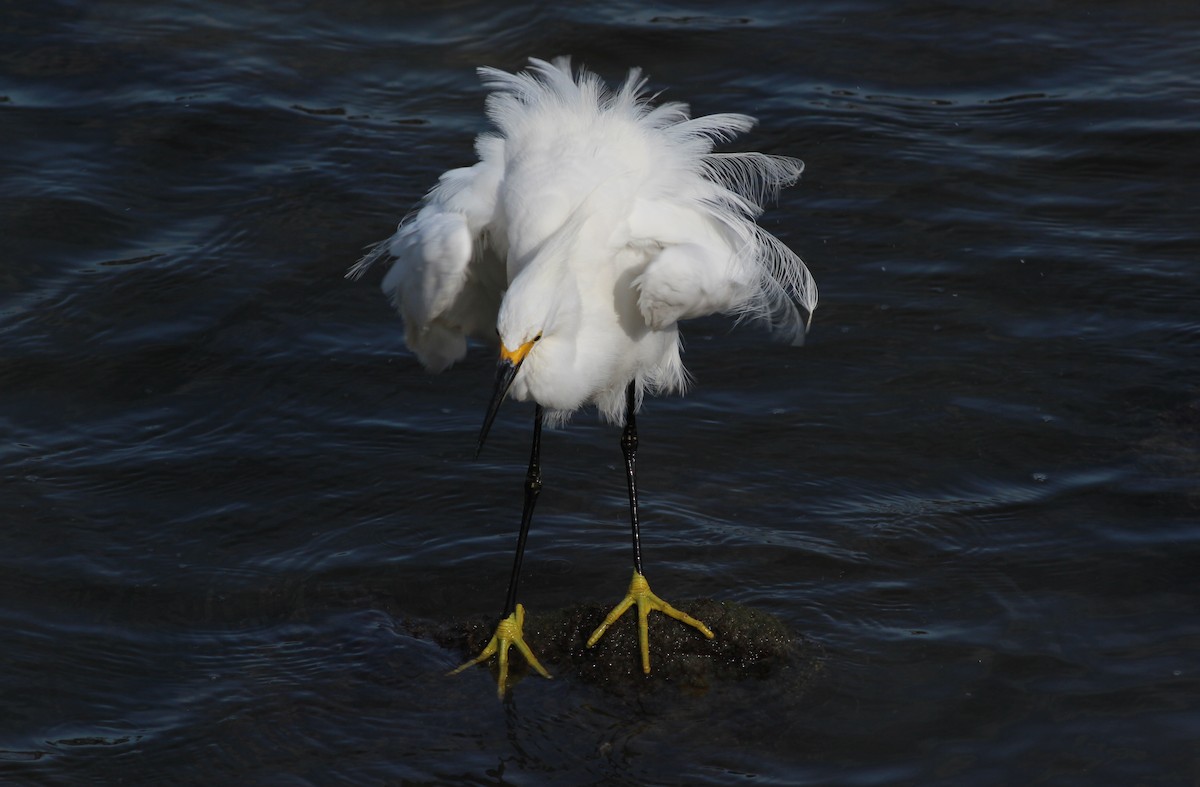 Snowy Egret - Gary Leavens