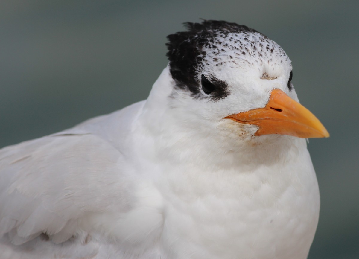 Royal Tern - Gary Leavens
