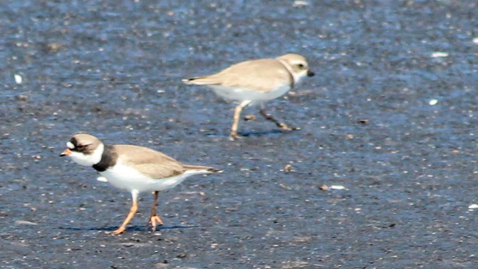 Piping Plover - Gary Leavens