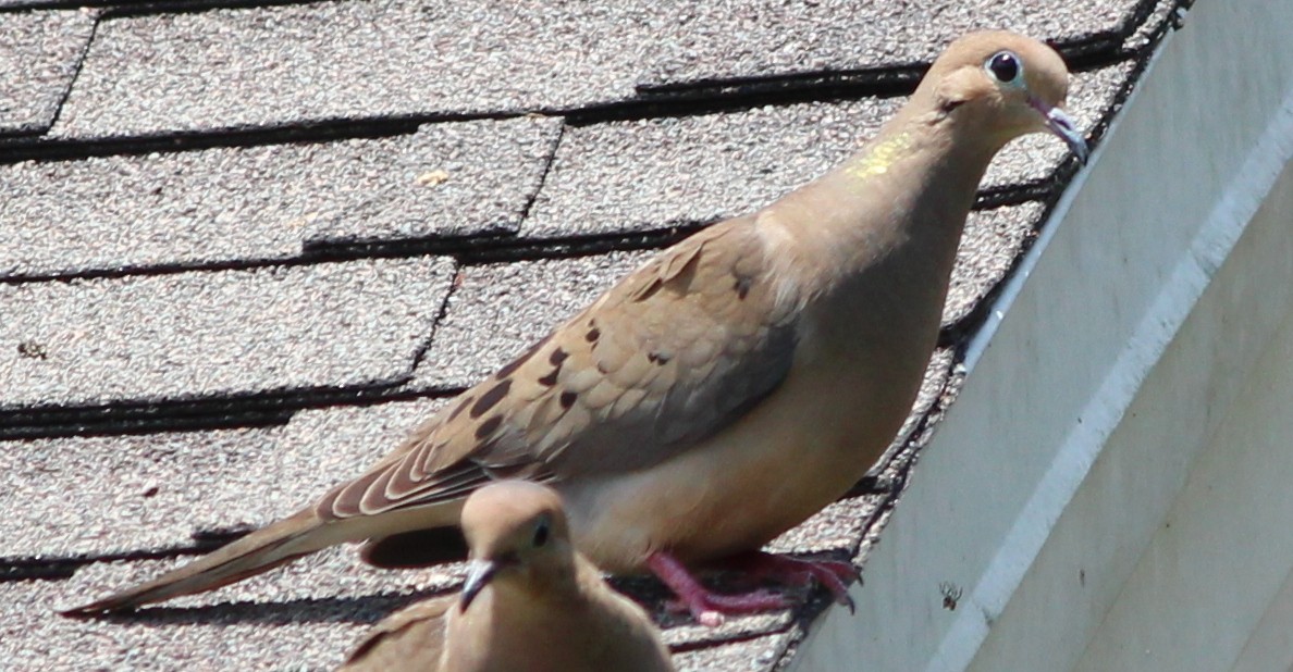 Mourning Dove - Gary Leavens