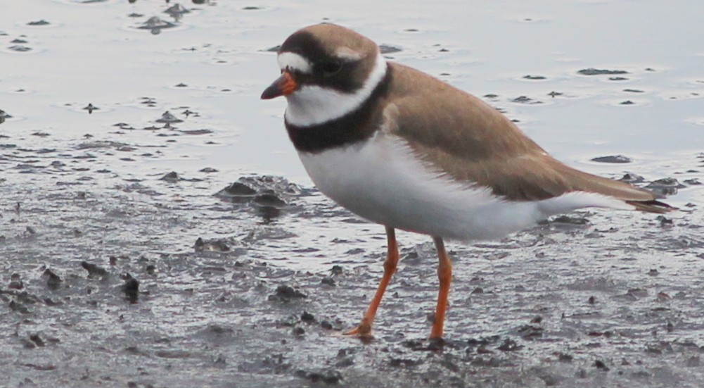 Semipalmated Plover - ML138674931