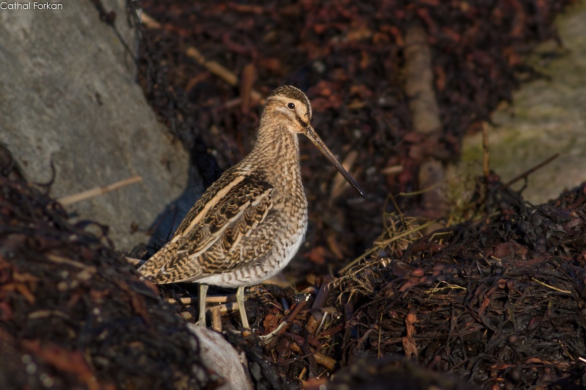 Common Snipe - Cathal Forkan
