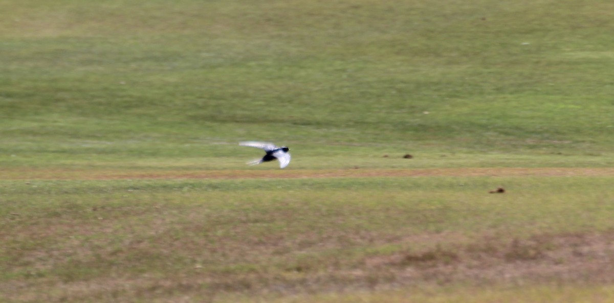 Barn Swallow (White-bellied) - ML138675831
