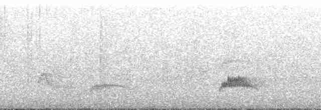 シラギクタイランチョウ（chilensis） - ML138676