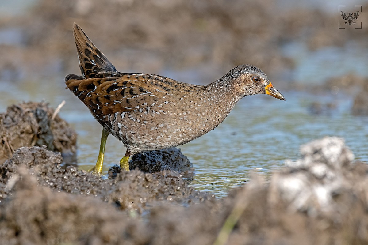 Spotted Crake - ML138681511
