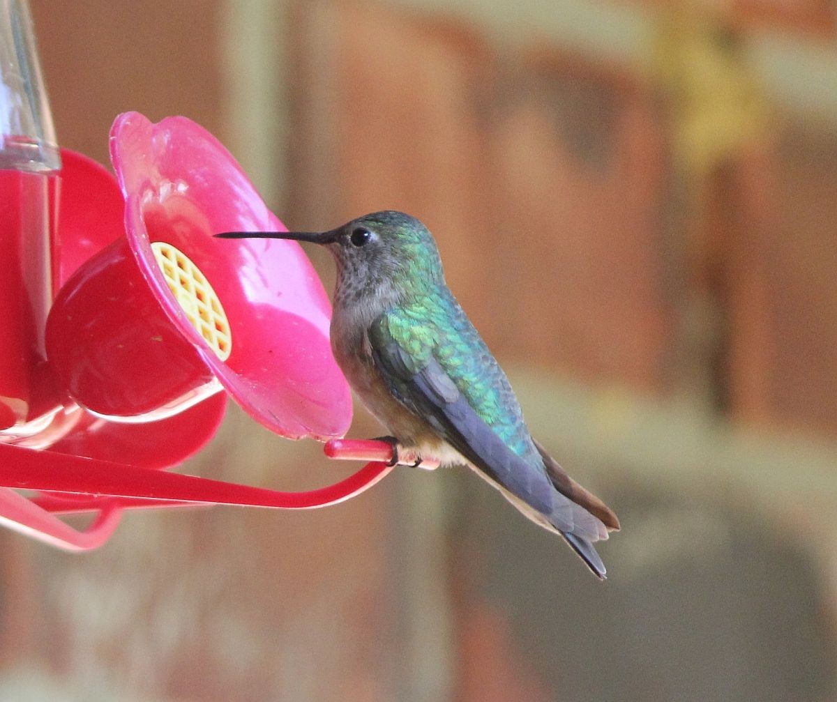 Broad-tailed Hummingbird - Holly Morales