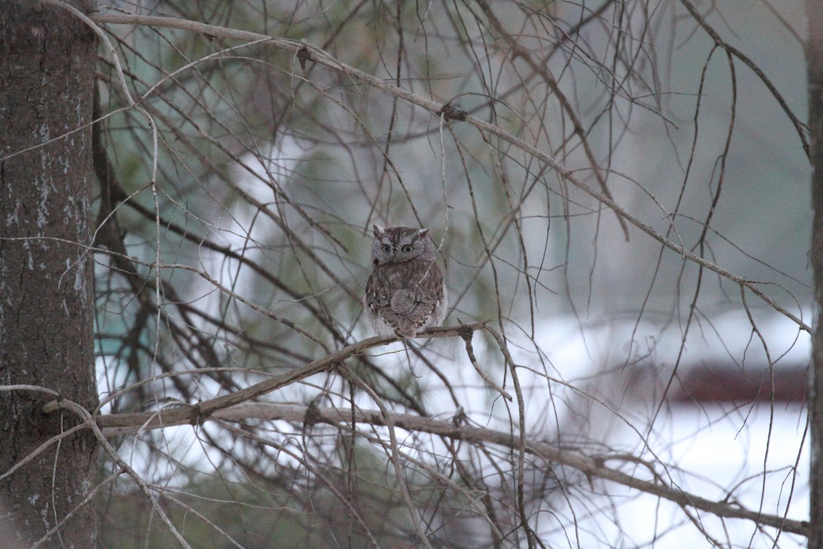 Eastern Screech-Owl (Northern) - Greg Ward