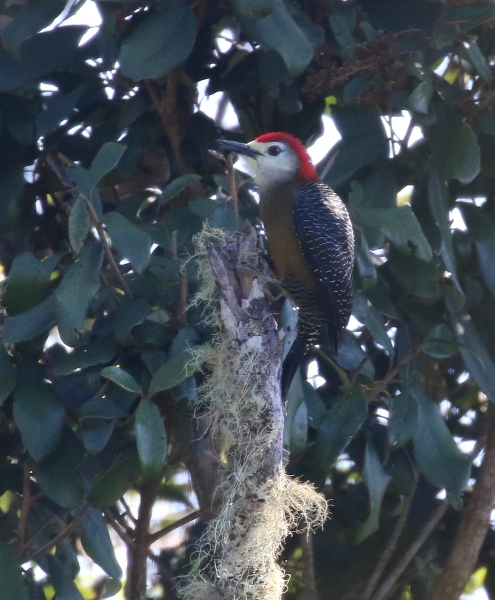 Jamaican Woodpecker - ML138682801