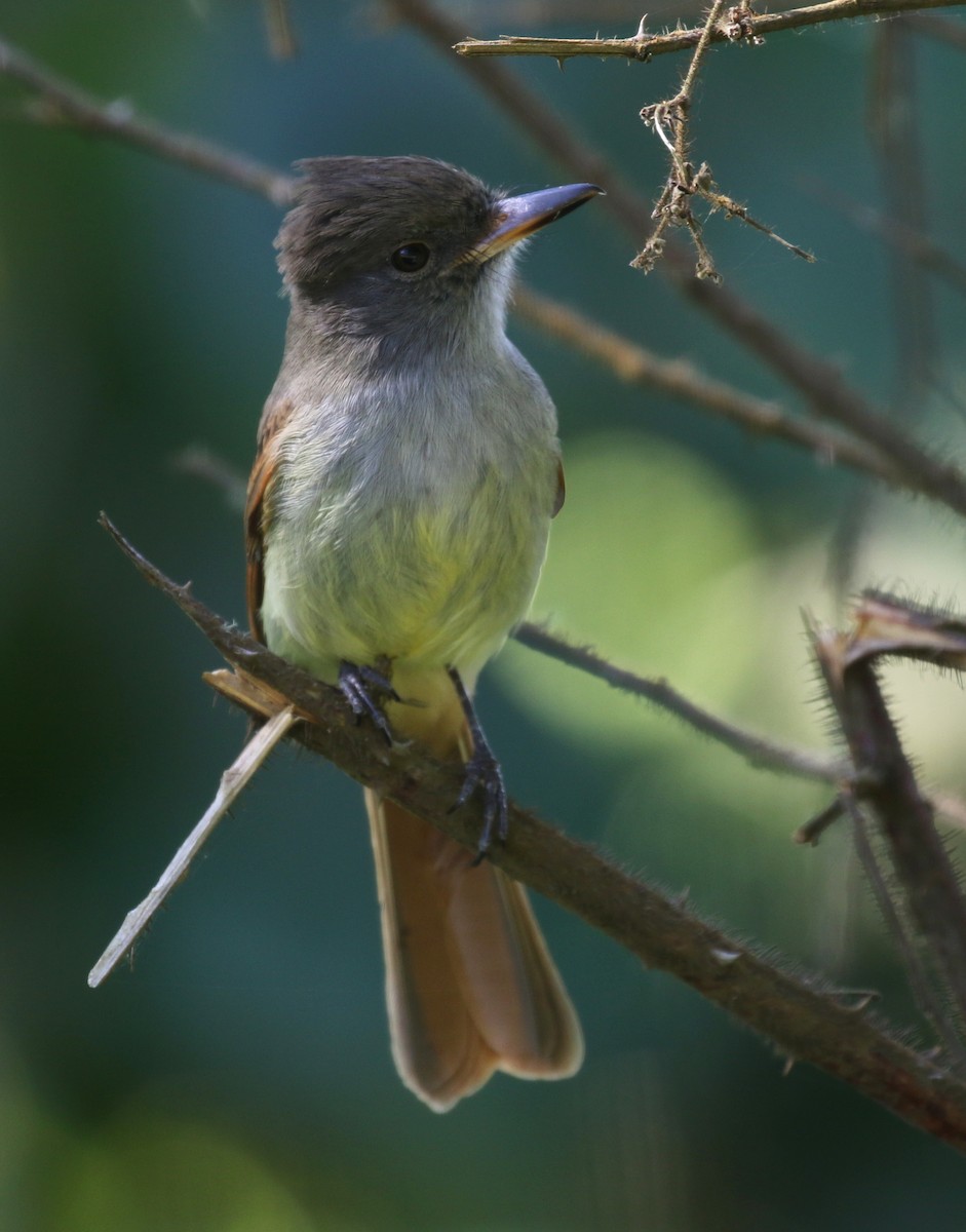 Rufous-tailed Flycatcher - ML138683111