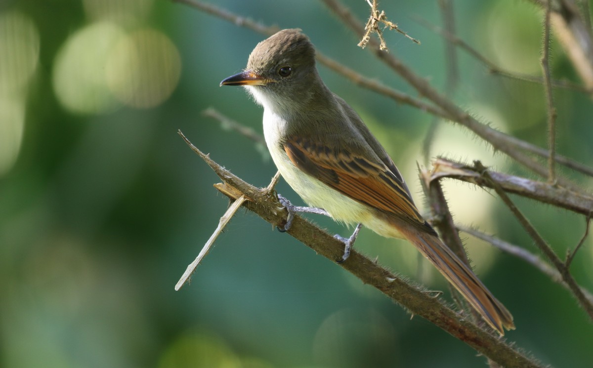 Rufous-tailed Flycatcher - ML138683181