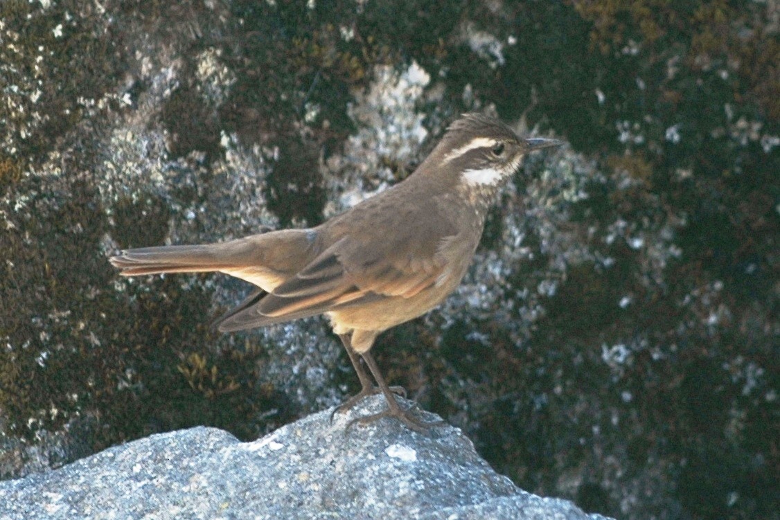 Chestnut-winged Cinclodes - ML138683931