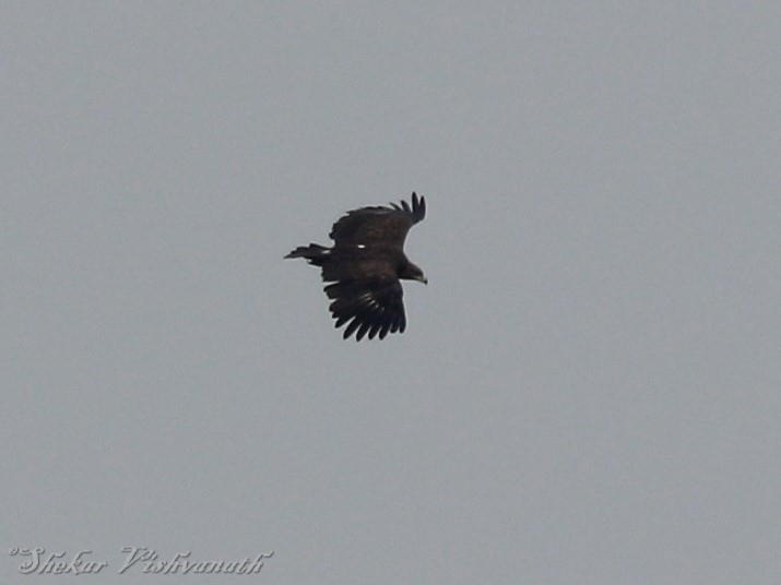 Greater Spotted Eagle - Shekar Vishvanath