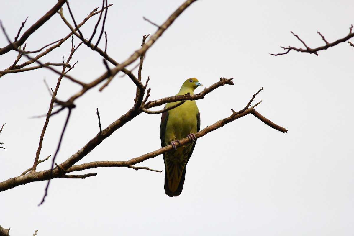 Whistling Green-Pigeon - Anonymous