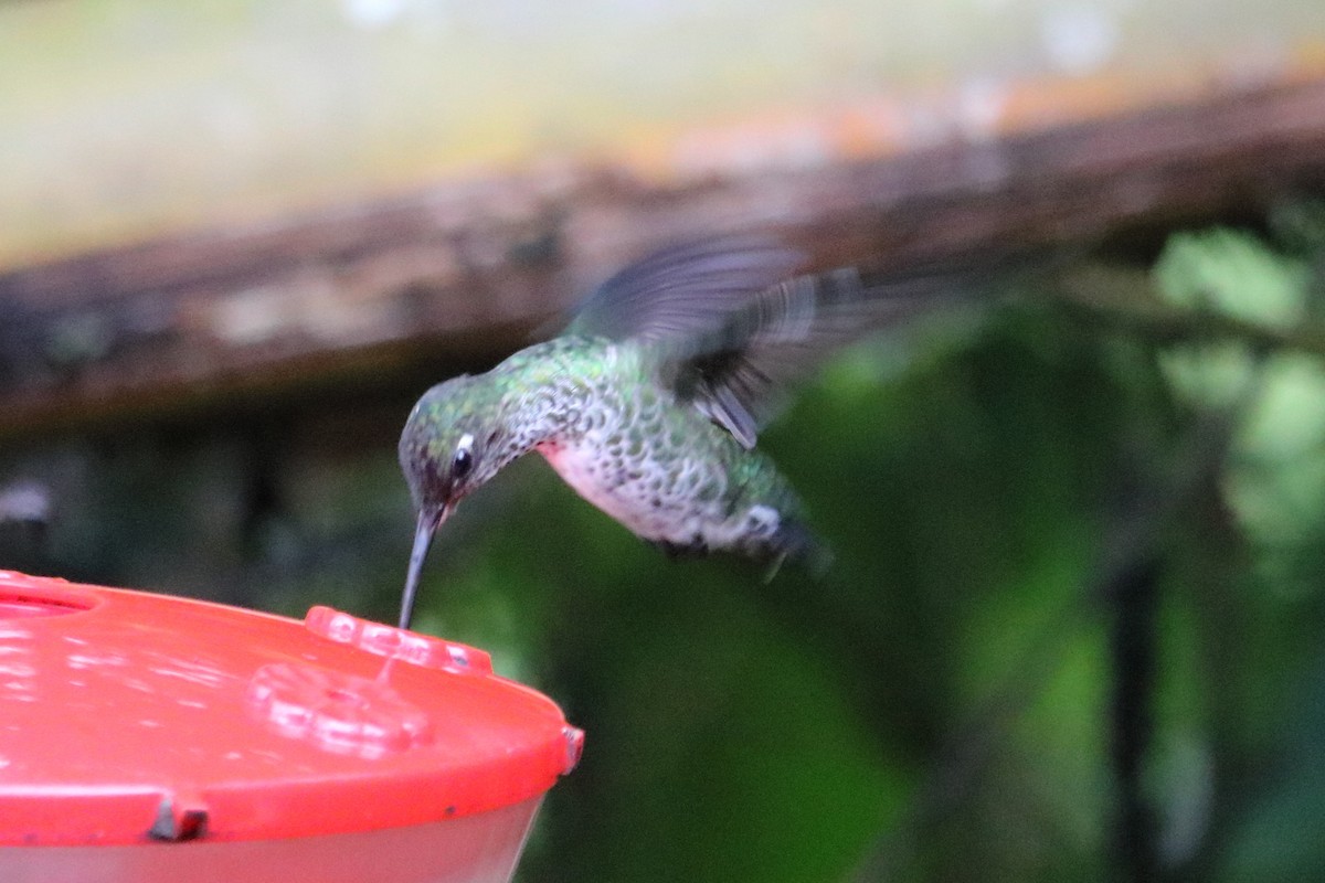 hummingbird sp. - ML138685241