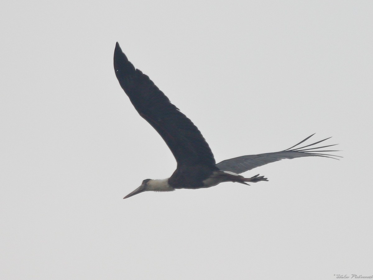 Asian Woolly-necked Stork - Shekar Vishvanath