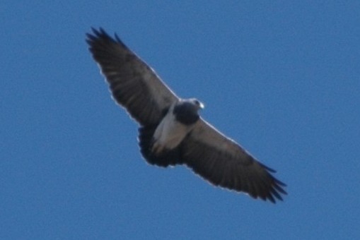 Black-chested Buzzard-Eagle - ML138687551