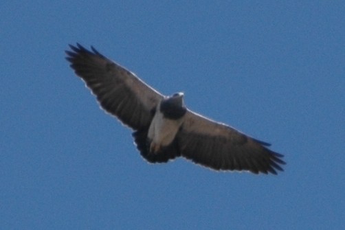 Black-chested Buzzard-Eagle - ML138687561