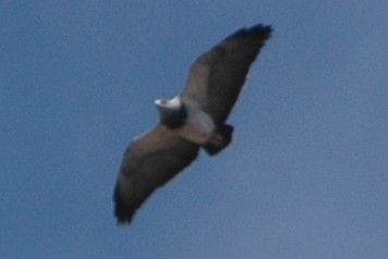 Black-chested Buzzard-Eagle - ML138687601