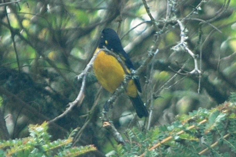 Lacrimose Mountain Tanager - Cathy Pasterczyk