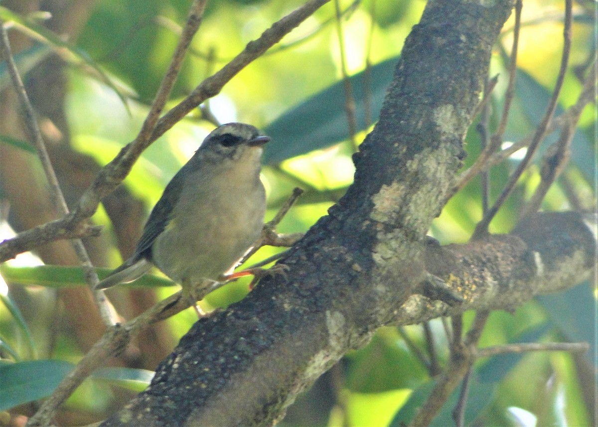 Golden-crowned Warbler (White-bellied) - ML138688391