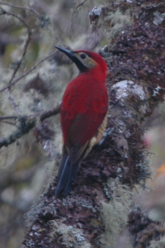Crimson-mantled Woodpecker - Cathy Pasterczyk