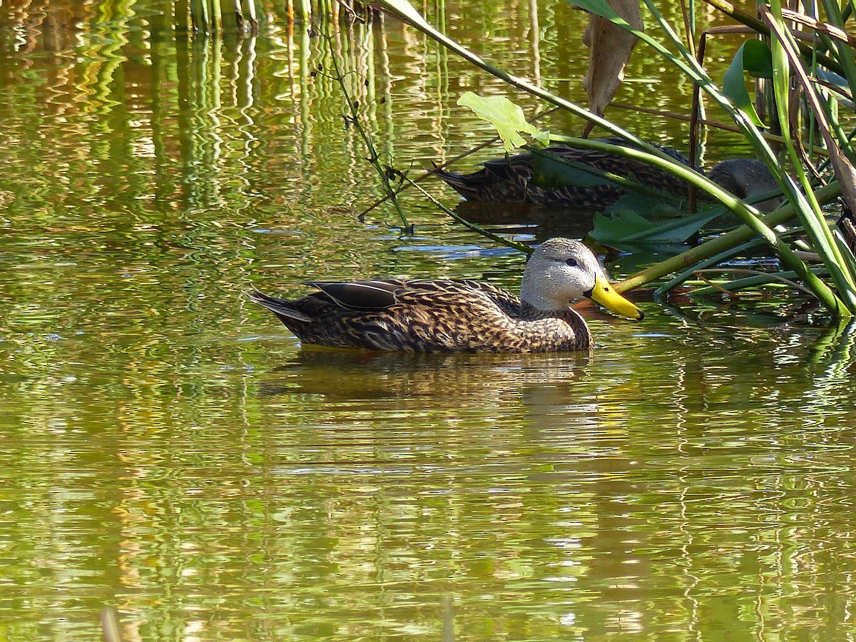 Mottled Duck (Florida) - Kai Victor
