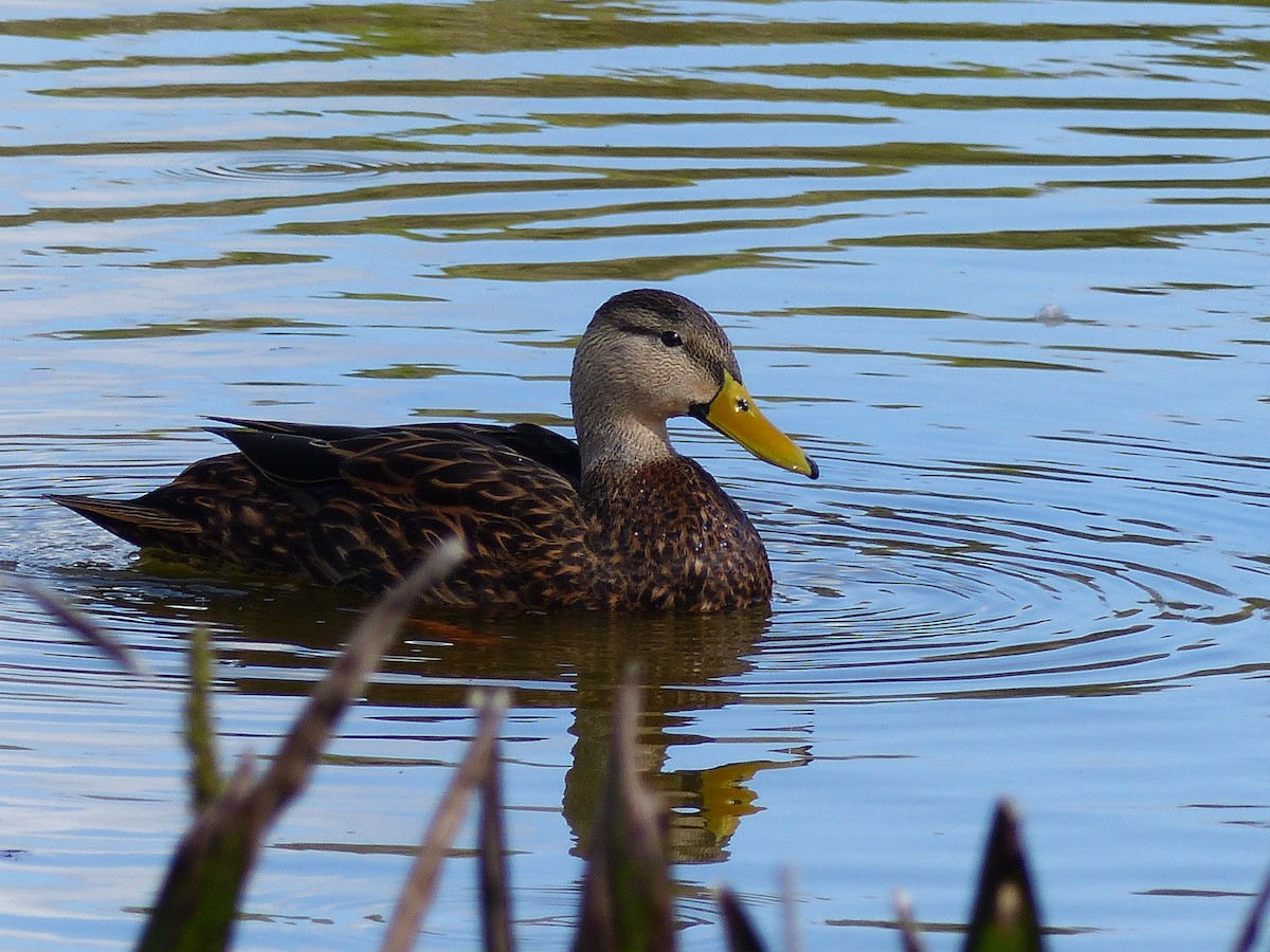 Mottled Duck (Florida) - Kai Victor