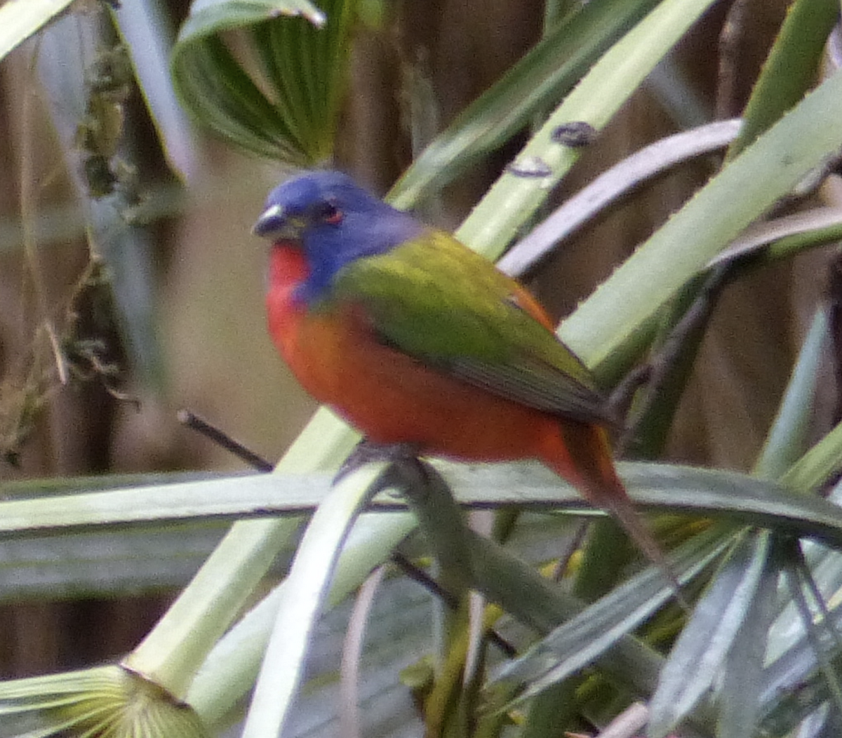Painted Bunting - Kai Victor